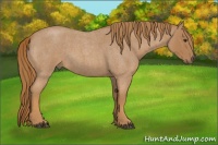 Horse Color:Red Roan 