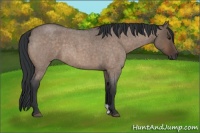 Horse Color:Brown Roan Dun 