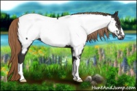 Horse Color:Liver Chestnut Appaloosa