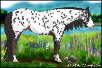 Horse Color:Liver Red Roan Frame Appaloosa 