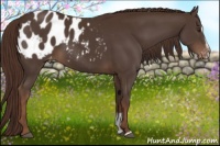 Horse Color:Liver Chestnut Sabino Appaloosa 