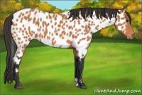 Horse Color:Bay Appaloosa