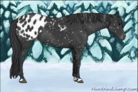 Horse Color:Black Blanket 