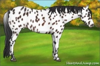 Horse Color:Brown Appaloosa 
