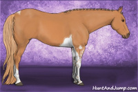 Horse Color:Chestnut Tobiano