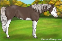 Horse Color:Silver Black Splash 