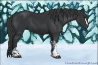 Horse Color:Black  and Black 