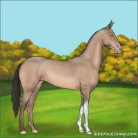 Horse Color:Amber Champagne 