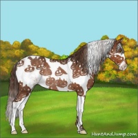 Horse Color:Liver Chestnut Sabino Rabicano 