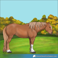 Horse Color:Chestnut Tobiano 