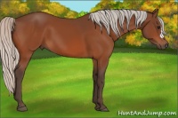 Horse Color:Silver Bay 