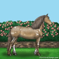 Horse Color:White Spotted Chocolate Palomino Dun 