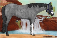 Horse Color:Blue Roan 