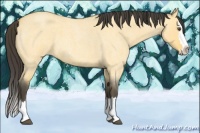 Horse Color:Buckskin Roan Dun Splash 