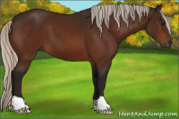 Horse Color:Gray Silver Bay 