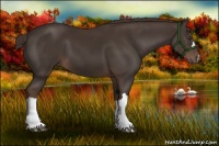 Horse Color:Liver Chestnut 