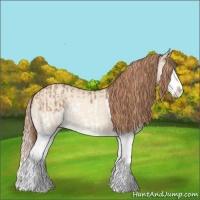 Horse Color:Red Dun Splash  and Gold Champagne Dun Splash 