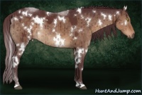 Horse Color:White Spotted Chocolate Brown Dun Rabicano Brindle