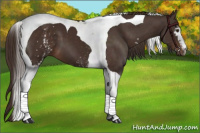 Horse Color:White Spotted Liver Chestnut Tobiano