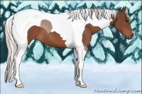 Horse Color:Silver Bay Tobiano