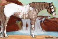 Horse Color:Chestnut Sabino Splash Appaloosa and Chestnut Sabino Splash Appaloosa