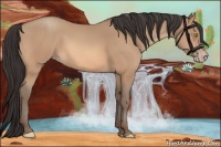 Horse Color:Amber Champagne 