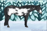Horse Color:Black Chinchilla Frame 