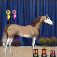 Horse Color:Red Dun Splash 