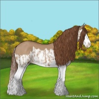 Horse Color:Red Dun Splash  and Red Dun Splash 