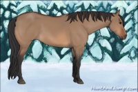 Horse Color:Bay Dun