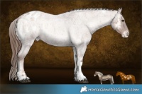 Horse Color:Red Onyx Roan Tobiano Appaloosa 