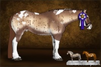 Horse Color:Red Onyx Roan Tobiano Appaloosa 