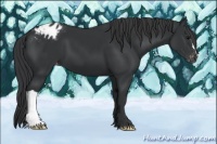 Horse Color:Black Appaloosa 