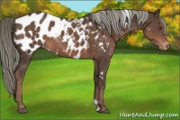 Horse Color:White Spotted Liver Chestnut Mushroom Near Leopard 