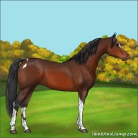 Horse Color:Bay Sabino Tobiano