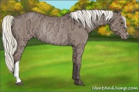 Horse Color:Liver Chestnut Ice Mushroom Appaloosa Rabicano 