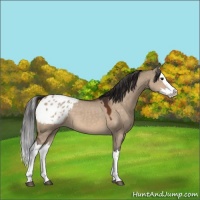 Horse Color:Bay Dun Splash Appaloosa 