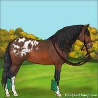 Horse Color:Bay Appaloosa