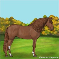 Horse Color:Chestnut 
