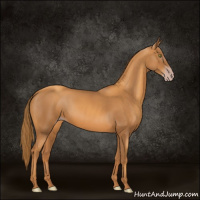 Horse Color:Gray Gold Champagne