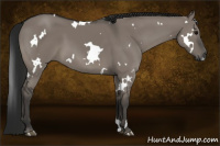Horse Color:Gray White Spotted Grullo