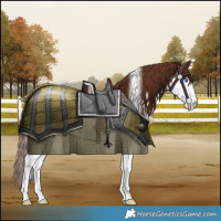 Horse Color:White Spotted Liver Chestnut Splash 
