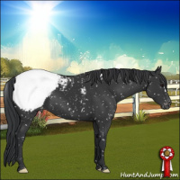 Horse Color:Black Appaloosa 