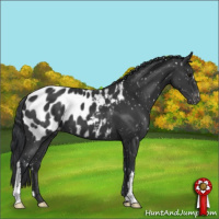 Horse Color:Black Appaloosa 