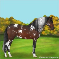Horse Color:White Spotted Bay 