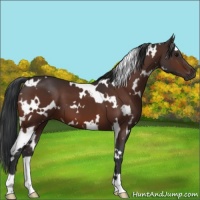 Horse Color:White Spotted Bay 