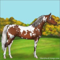 Horse Color:White Spotted Silver Brown