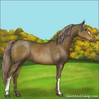 Horse Color:Chocolate Palomino 