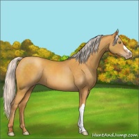 Horse Color:Silver Sable Cream Champagne 