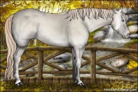 Horse Color:Smoky Creme Onyx 